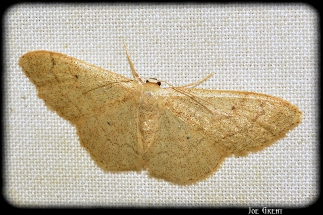 Idaea aversata - nagy sávosaraszoló