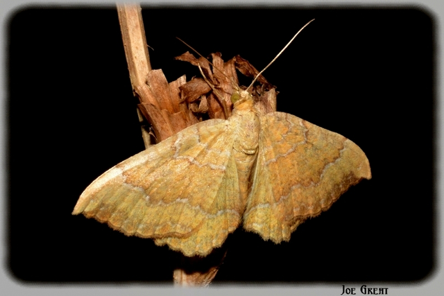 Camptogramma bilineata - kétvonalas sávosaraszoló