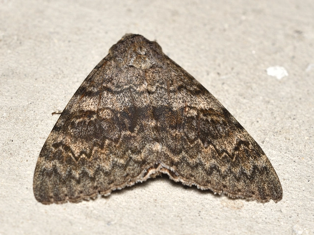 Catocala elocata - közönséges övesbagoly