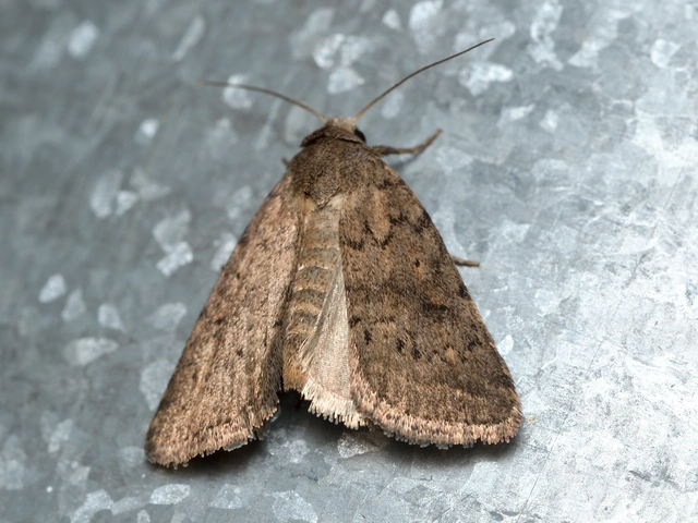 Athetis gluteosa - nyugtalan lápibagoly