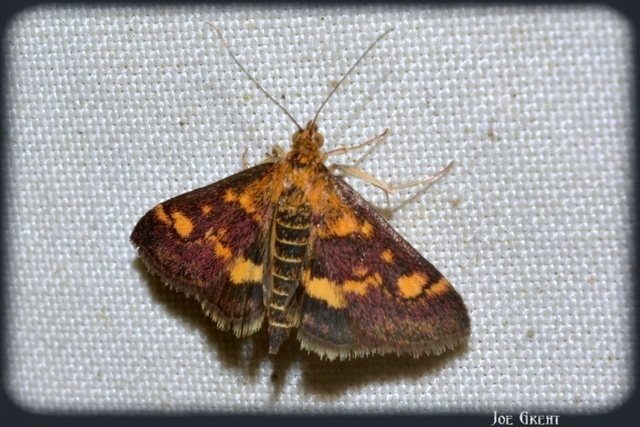 Pyrausta