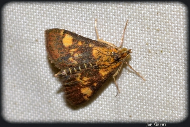 Pyrausta