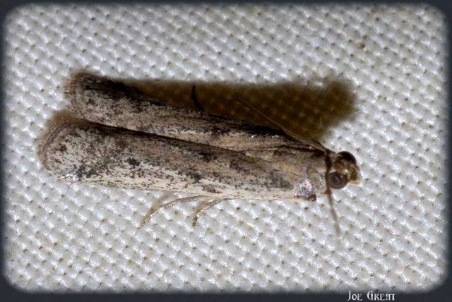 Phycitinae