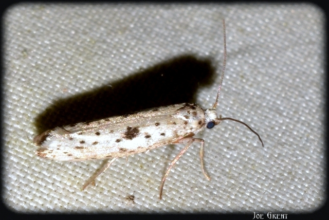 Yponomeuta plumbella - pókhálós bengemoly