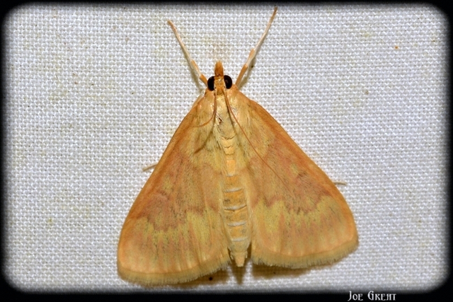 Ostrinia nubilalis - kukoricamoly