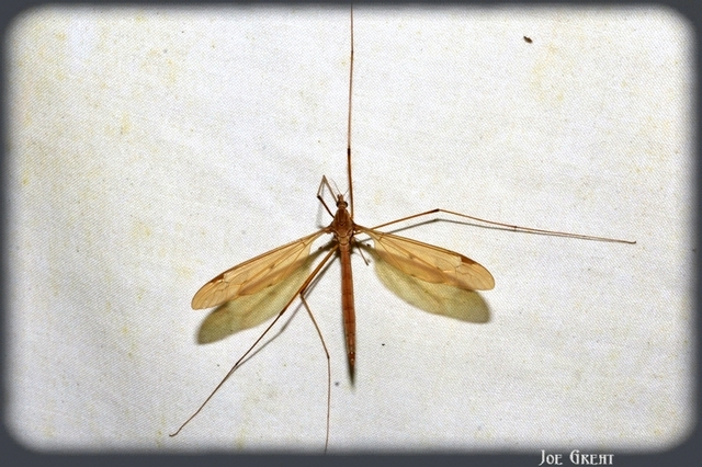 Diptera - Kétszárnyúak