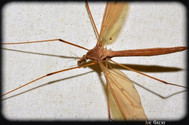 Diptera - Kétszárnyúak