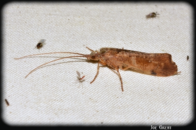 Trichoptera - Tegzesek
