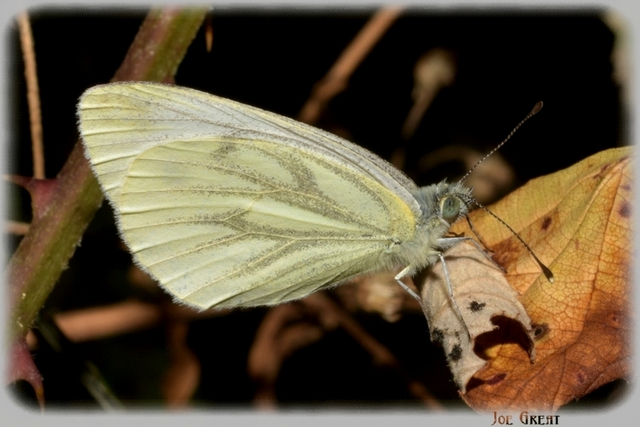 Pieris napi - repcelepke