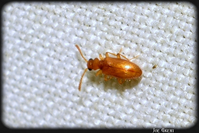 Coleoptera - Bogarak