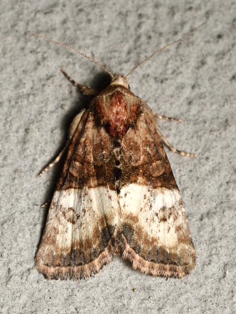 Mesoligia furuncula - kétszínű dudvabagoly