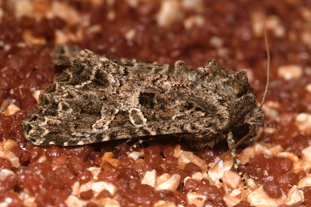 Hadena bicruris/capsincola