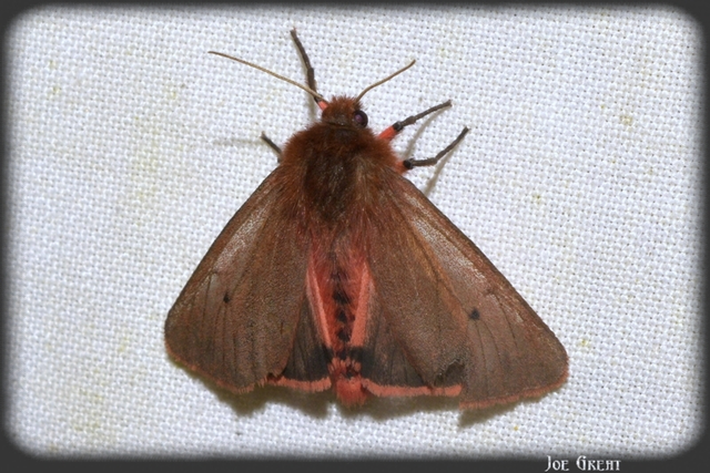 Phragmatobia fuliginosa - füstös medvelepke