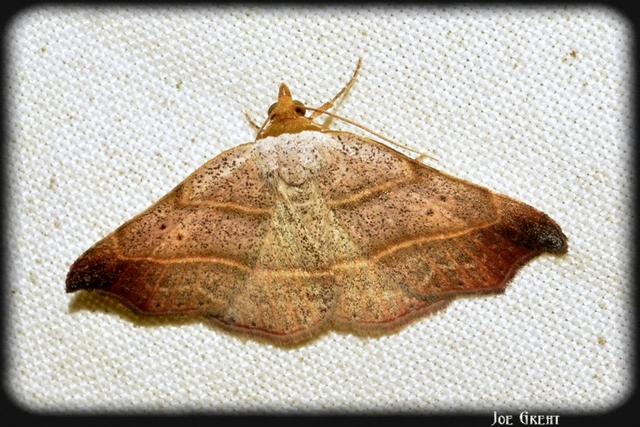 Laspeyria flexula - zuzmóbagoly