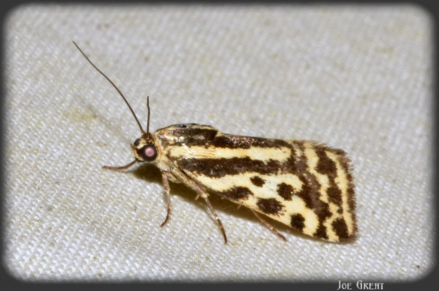 Emmelia trabealis - zebrabagoly