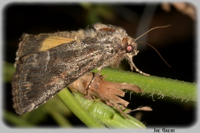 Thalpophila matura - fakó erdeibagoly