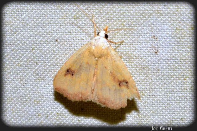 Rivula sericealis - selymes lórombagoly