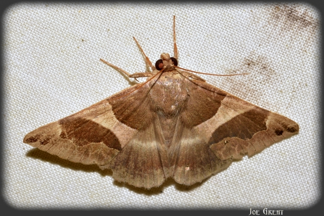 Dysgonia algira - déli porcelánbagoly
