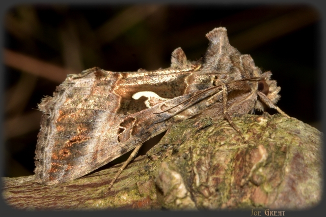 Autographa gamma - gammalepke