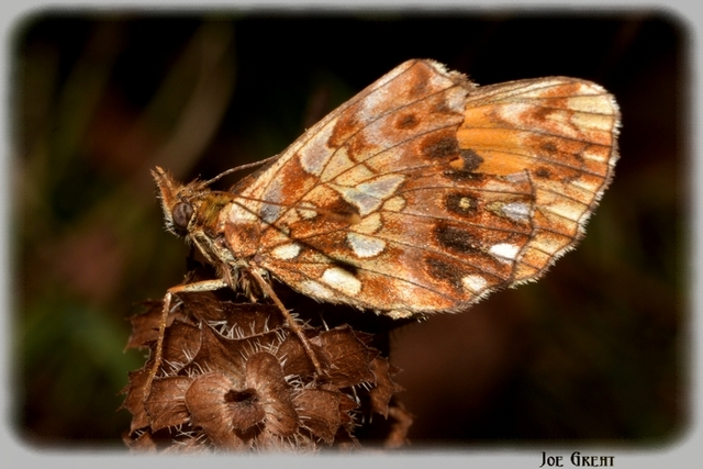 Boloria dia - kis gyöngyházlepke