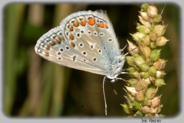 Polyommatus icarus - közönséges boglárka