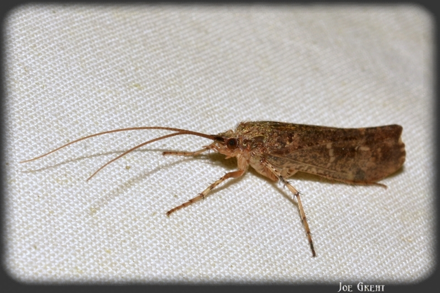 Trichoptera - Tegzesek