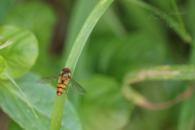 Episyrphus balteatus - ékfoltos zengőlégy