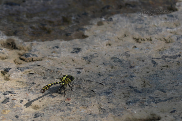 Onychogomphus forcipatus - gyűrűs folyami-szitakötő
