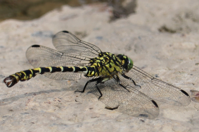Onychogomphus forcipatus - gyűrűs folyami-szitakötő