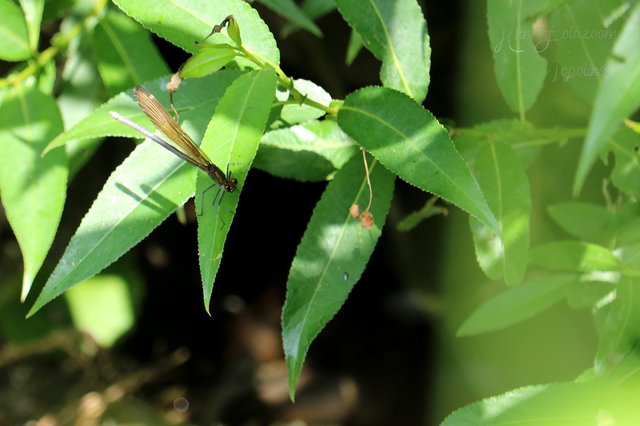 Calopteryx virgo - kisasszony-szitakötő