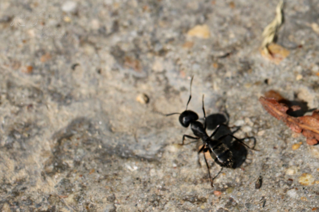 Camponotus vagus - fekete lóhangya