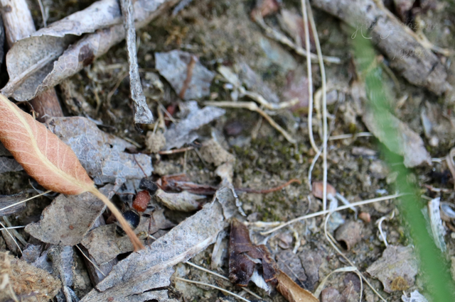Mutillidae - hangyadarazsak