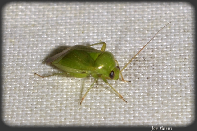 Miridae - mezeipoloskák