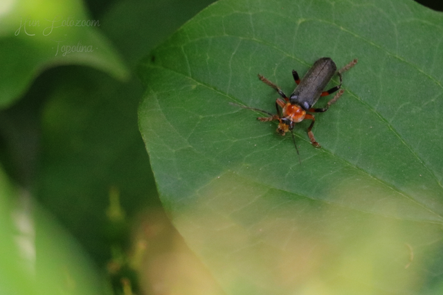 Cantharis livida - mezei lágybogár