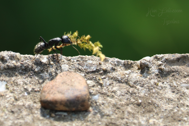 Camponotus vagus - fekete lóhangya