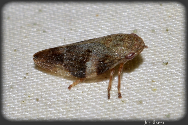 Aphrophora alni