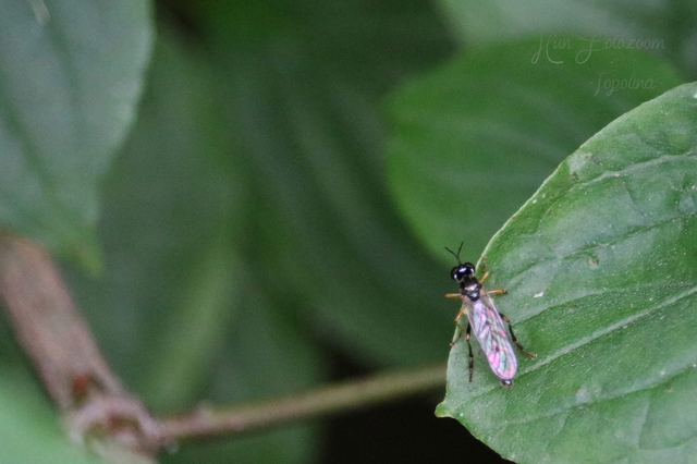 Dioctria