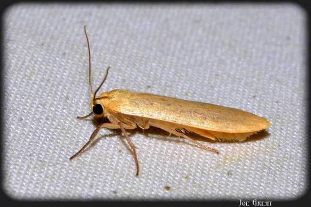 Eilema sororcula - sárga zuzmószövő