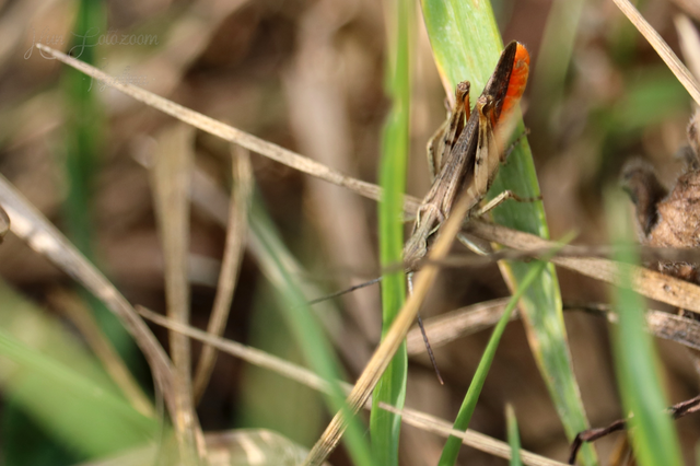 Chorthippus brunneus - közönséges tarlósáska