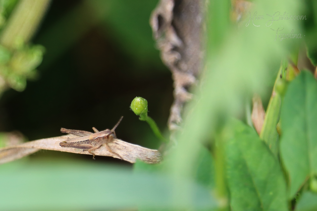 Pseudochorthippus parallelus - közönséges rétisáska
