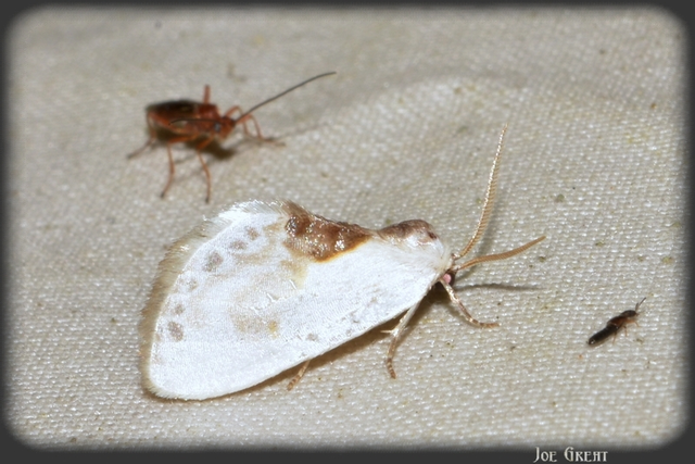 Cilix glaucata - törpe sarlósszövő