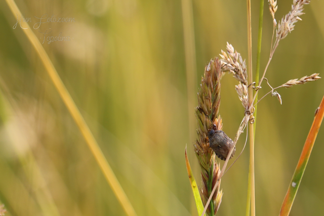Eurygaster Eurygaster
