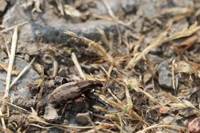 Pseudocleonus cinereus - hamvas barkó