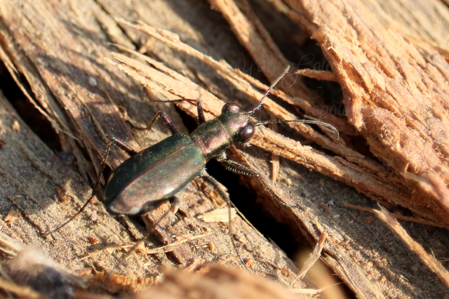 Cylindera germanica - parlagi homokfutrinka