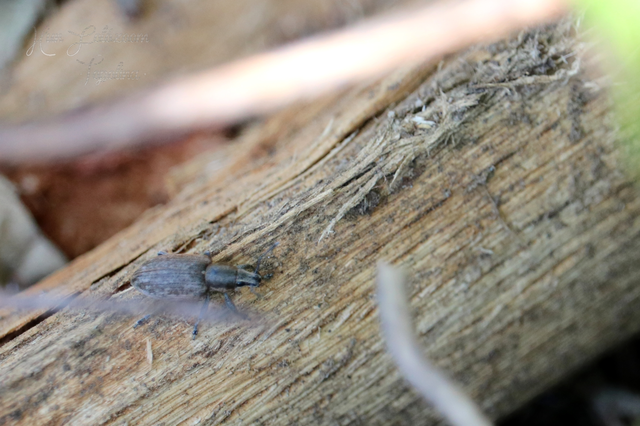 Tanymecus palliatus - közönséges hegyesfarúbarkó