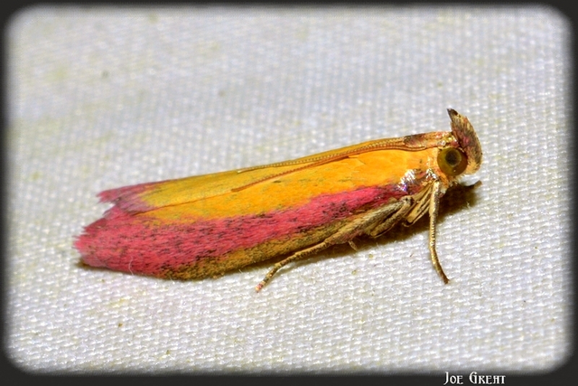 Oncocera semirubella - lucernamoly