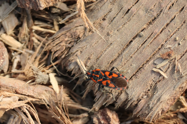 Spilostethus saxatilis - virágbodobács