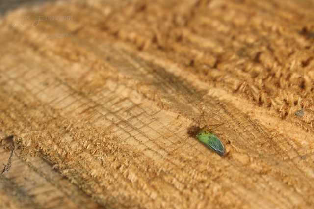 Cicadella viridis - méregzöld kabóca