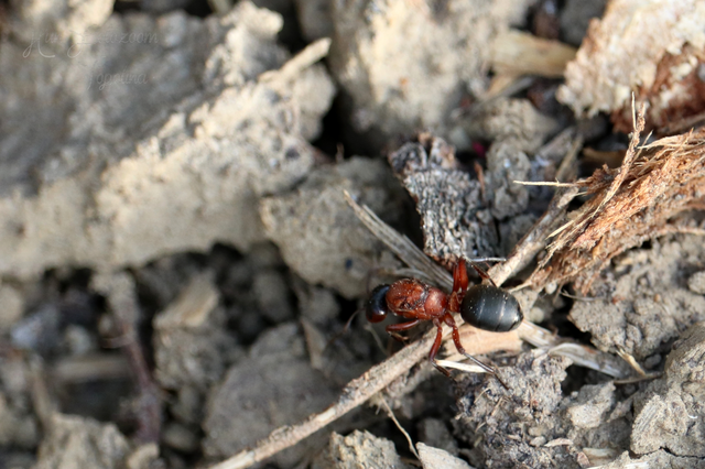 Formica sanguinea - vérvörös rablóhangya