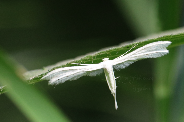 Pterophorus pentadactyla - fehér tollasmoly
